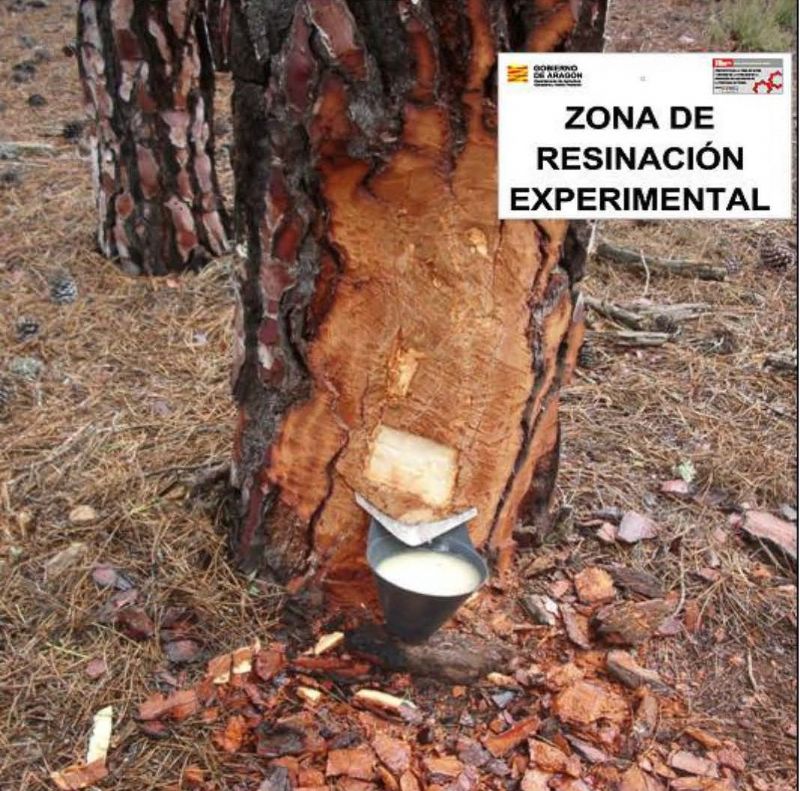 Jornada sobre resinaci�n en los montes de Teruel