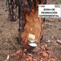 Jornada sobre resinaci�n en los montes de Teruel