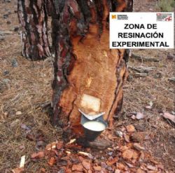 Ampliar foto: Jornada sobre resinaci�n en los montes de Teruel
