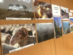 Ampliar foto: Exposici�n fotogr�fica sobre la trashumancia en el Colegio de Veterinarios de Zaragoza
